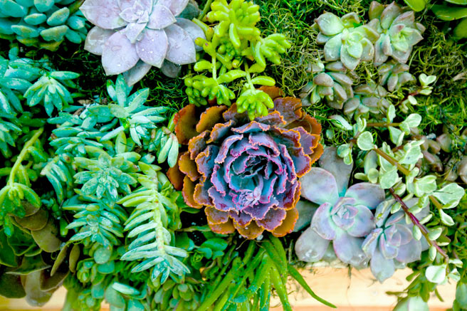 Build Your Own Hanging Succulent Garden Article